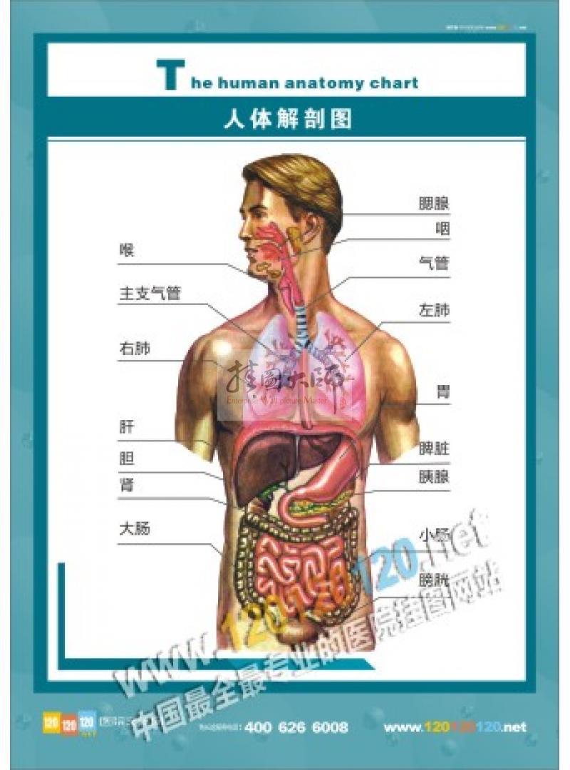 人体解剖图 鼻腔\/口腔\/咽和喉的正中矢状图 正常人体解剖图 医学人体解剖图 最全的人体解剖图 人体各部位解剖图 人体呼吸系统图 人体泌尿生殖系统图 人体肝胆解剖图 人体骨骼图 人体肌肉图 人体血液循环系统图 人体神经系统图 乳腺解剖图 血管系统图 内脏示意图 男性人体解剖图 女性人体解剖图 医院解剖图-人体解剖图_人体解剖图标语_医院标语_文化墙 公司文化墙│校园文化墙│企业文化墙图片