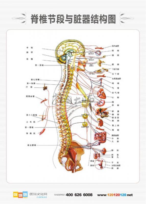 人体脊椎结构图高清