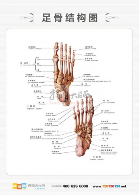足部骨骼结构图 人体骨结构图示意图 脚部骨骼结构图 全身骨骼图-足骨