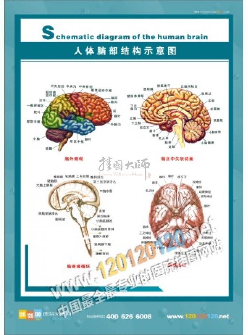 人体脑部结构示意图 人体脑部结构图 脑部结构图 人体心脏图 人体解剖图 人体结构图 人体结构图-人体脑部结构示意图_人体解剖图标语_医院标语_文化墙 公司文化墙│校园文化墙│企业文化墙图片