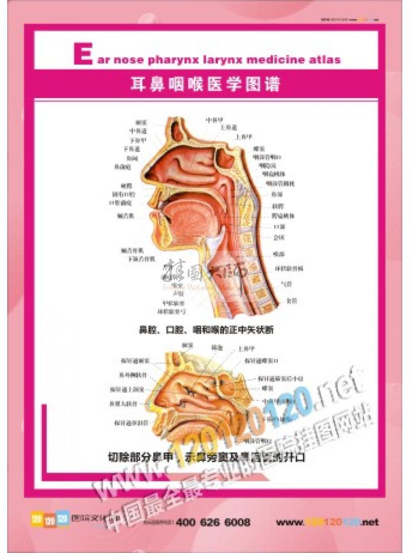 咽喉图