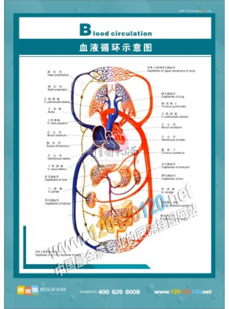 图-血液循环示意图