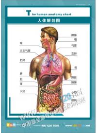 人体解剖图 人体结构图  医院挂图 