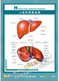 人体肝胆解剖图 人体结构图 人体解剖图 