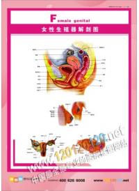 女性生殖器解剖图 