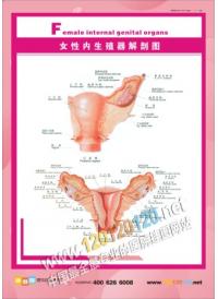 女性内生殖器解剖图 女性人体结构图