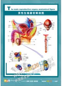 男性生殖器官解剖图 人体结构图 