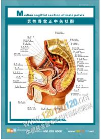 男性人体解剖图 人体结构图 人体解剖图 