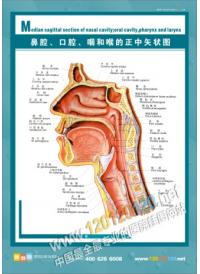 人体结构图 人体解剖图 医院挂图 人体骨骼结构图