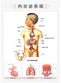 人体结构解剖图 人体内分泌系统图