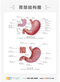 胃部结构图 人体胃部结构图
