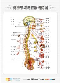男性人体解剖图 人体解剖图 医学人体解剖图 