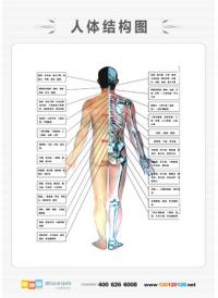 人体解剖图 男性人体解剖图 医学人体解剖图 