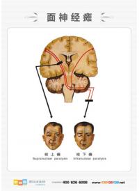 医学人体解剖图 男性人体解剖图 人体解剖图 