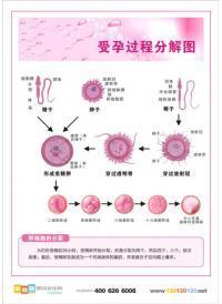 产科图片 受孕过程图