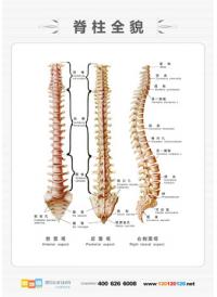 人体骨骼结构图 盆骨结构图 人体骨结构图示意图 脊柱全貌