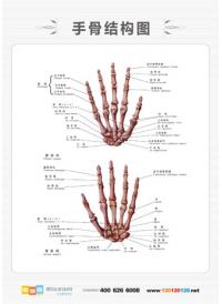 人体骨骼结构图 盆骨结构图 人体骨结构图示意图 手骨结构图