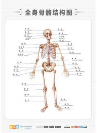 人体骨骼结构图 盆骨结构图 人体骨结构图示意图 全身骨骼结构图