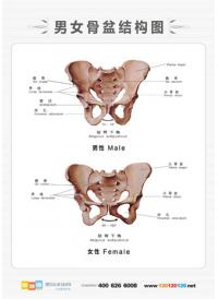 人体骨骼结构图 盆骨结构图 人体骨结构图示意图 男女骨盆结构图