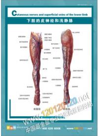 人体骨骼结构图 下肢的皮神经和浅静脉