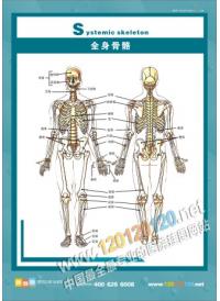 人体骨骼结构图 全身骨骼图