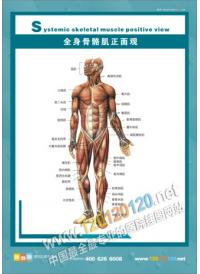 人体骨骼结构图 全身骨骼肌正面观