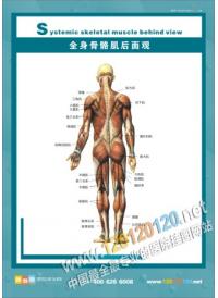 人体骨骼结构图 全身骨骼肌后面观