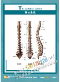 人体骨骼结构图 脊柱全貌