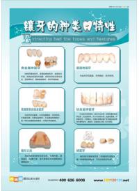 口腔科标语 口腔科挂图 镶牙的种类与特性1