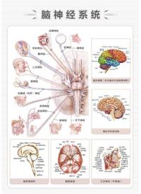 神经内科标语  神经内科图片  神经系统解剖图  脑神经解剖图