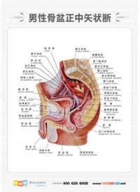 医学人体解剖图 人体解剖图 男性人体解剖图 