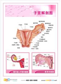 妇科解剖图 人体结构示意图 子宫解剖图