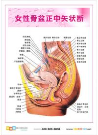 妇科解剖图 人体结构示意图 女性盆骨结构图