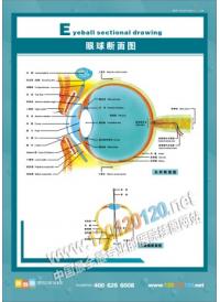 眼球断面图