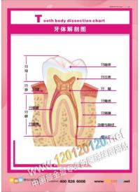 牙齿结构图 牙结构图 牙齿解剖图 