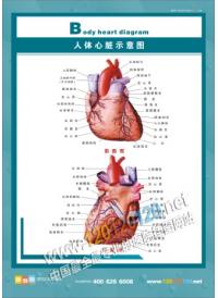 人体心脏示意图