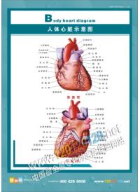 医院挂图 人体心脏示意图