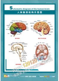 人体肺部结构示意图