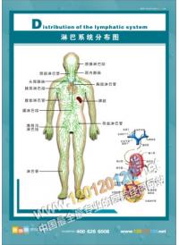 淋巴系统分布图