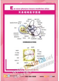 耳鼻喉医学图谱 耳鼻喉解剖图 耳鼻喉图 