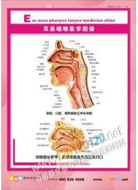 耳鼻喉医学图谱 耳鼻喉解剖图 耳鼻喉图 