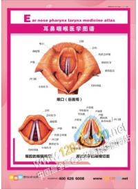 耳鼻喉医学图谱 耳鼻喉解剖图 耳鼻喉图 