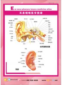 耳鼻喉医学图谱 耳鼻喉解剖图 耳鼻喉图 