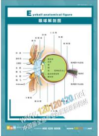 眼球解剖图