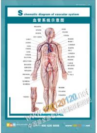 血管系统示意图