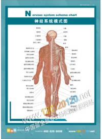 神经系统模式图