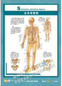 人体骨骼结构图 全身骨骼图