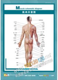 肌内示意图 医院挂图