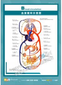 血液循环示意图 人体解剖图