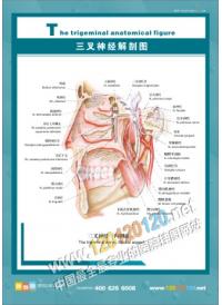 三叉神经解剖图 医院挂图 